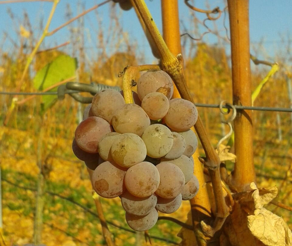 Weingut Stefan Sauer景点图片