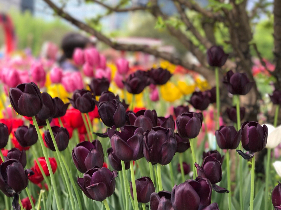 International Horticulture Goyang Korea-高阳市必去景点