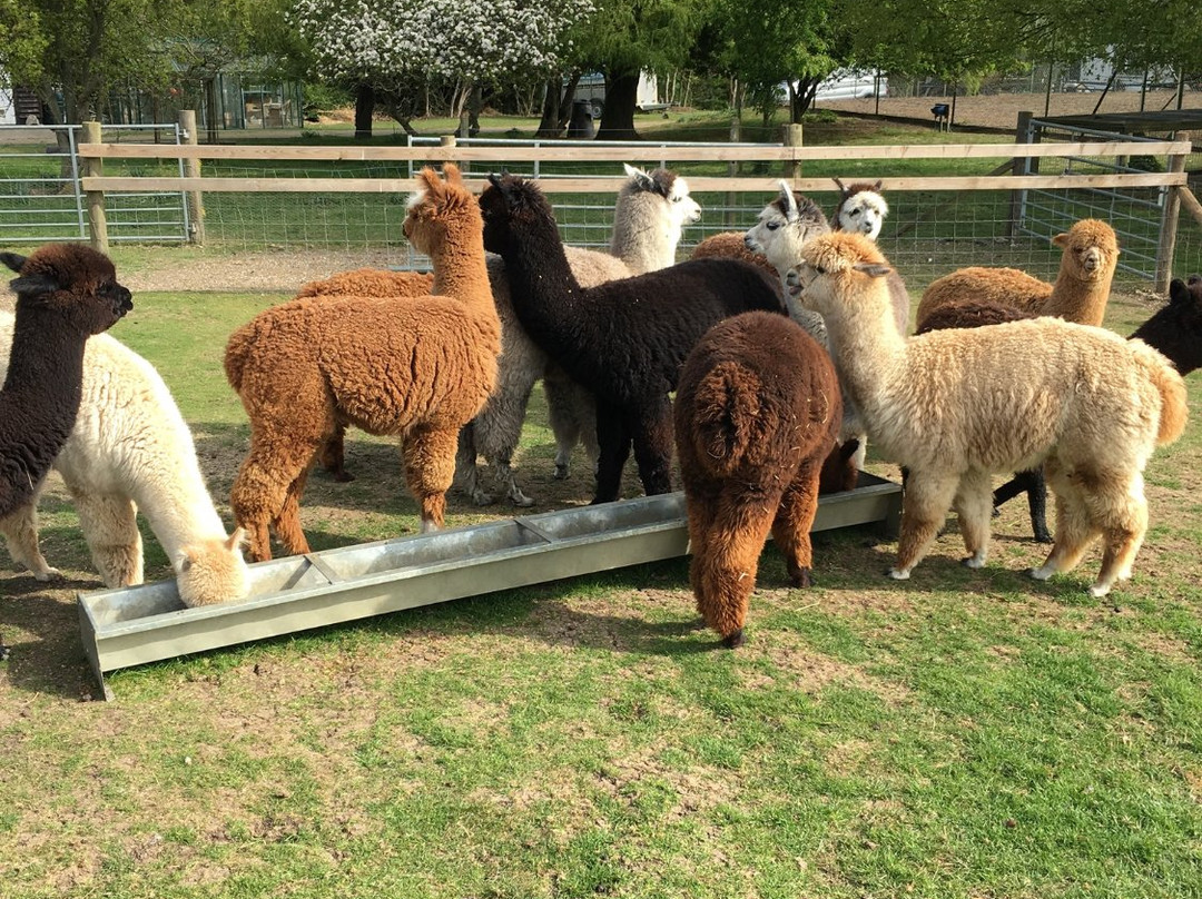 Butlers Farm Alpacas景点图片