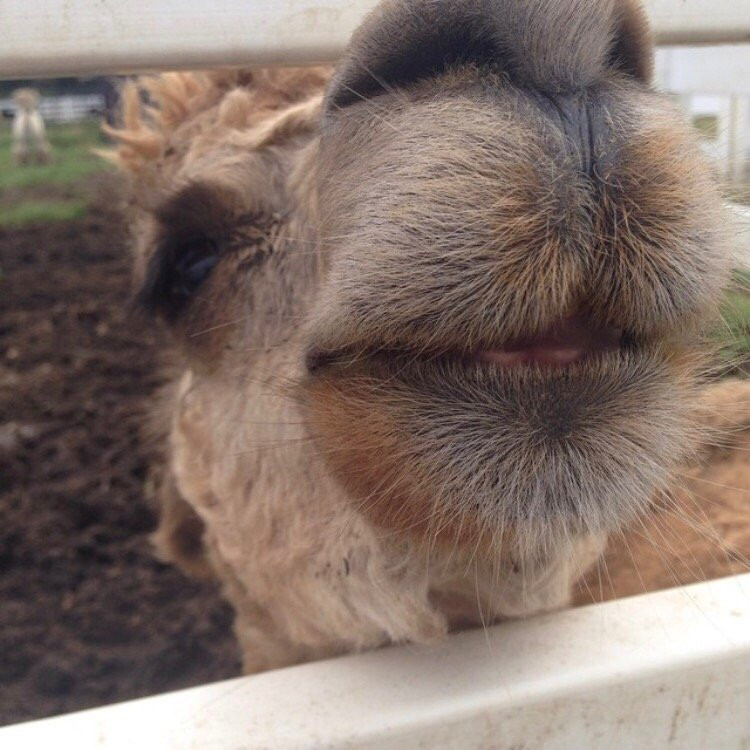 Nasu Alpaca Farm-那须町必去景点