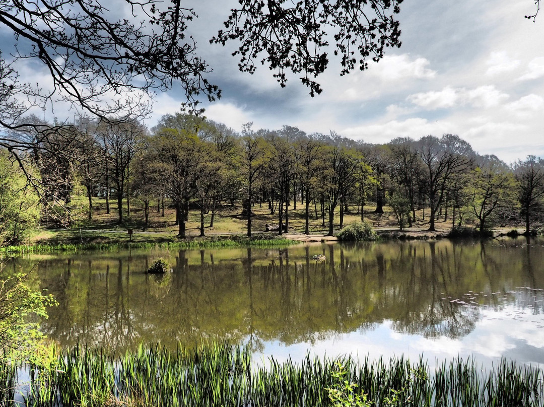 Thorndon Country Park景点图片