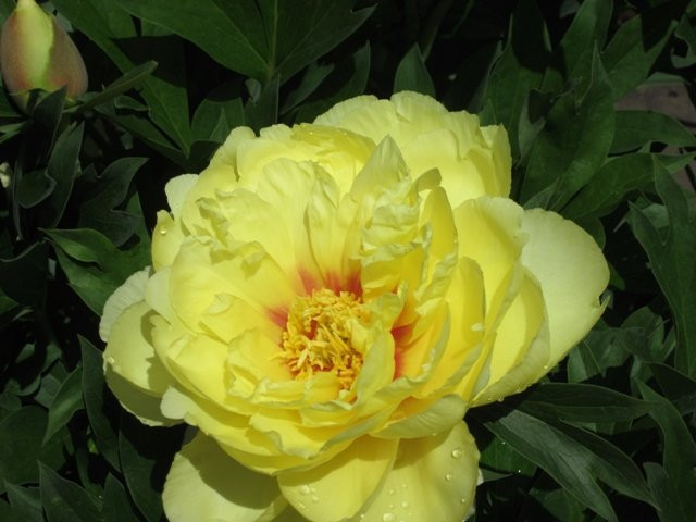 Brooks Gardens Peonies-Brooks必去景点