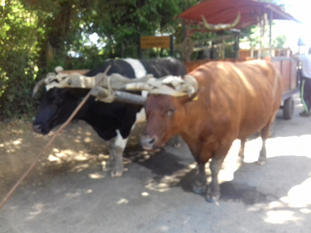 Santuario de la Naturaleza Carlos Anwandter-瓦尔迪维亚必去景点