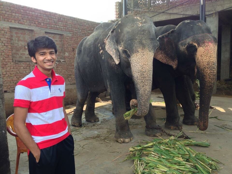 Amer Elephant Safari景点图片