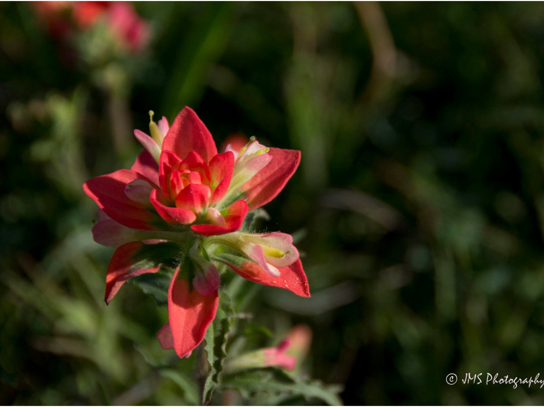Bluebonnet Park-恩尼斯必去景点