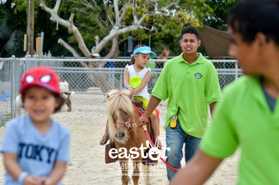 Pinto's Farm-迈阿密必去景点