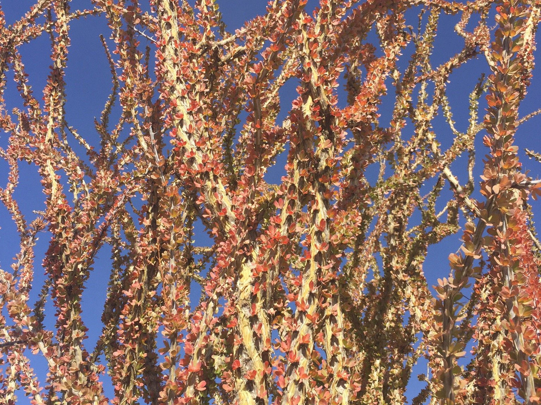 The Pinto Basin-约书亚树国家公园必去景点