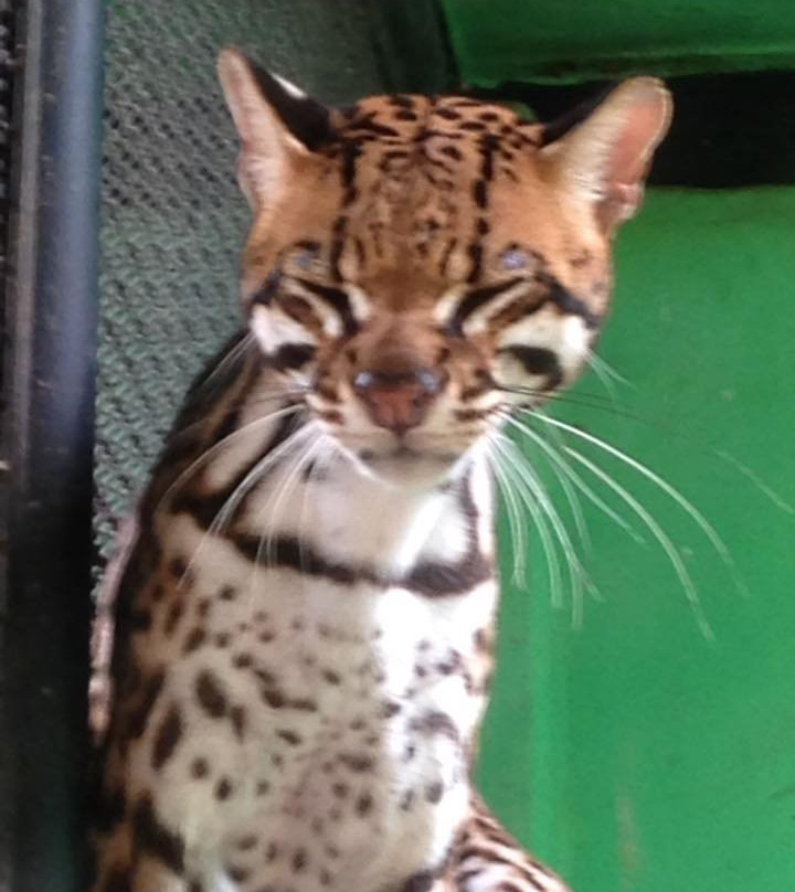 Parque Zoologico La Guaricha景点图片