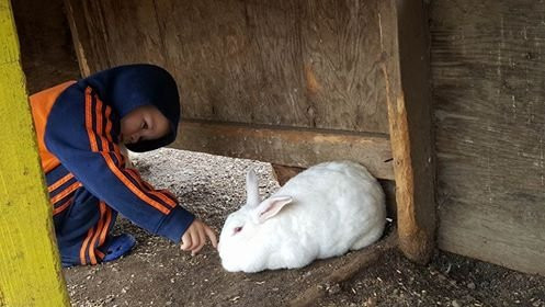 Border City Petting Zoo-劳埃德明斯特必去景点