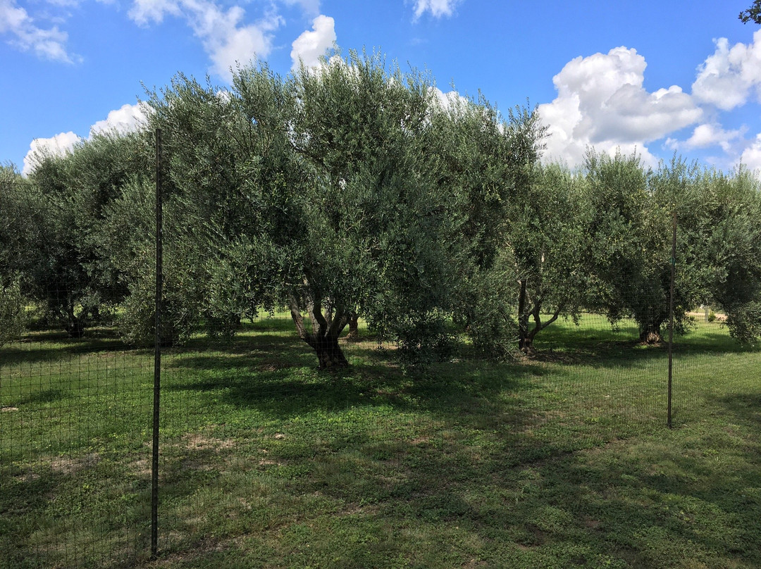 Bella Vista Ranch-Wimberley必去景点