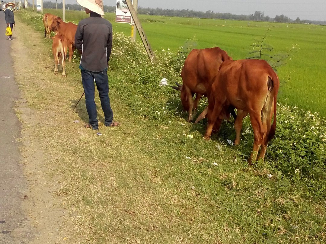 Hoi An Bike Tours + Day Tours-会安必去景点