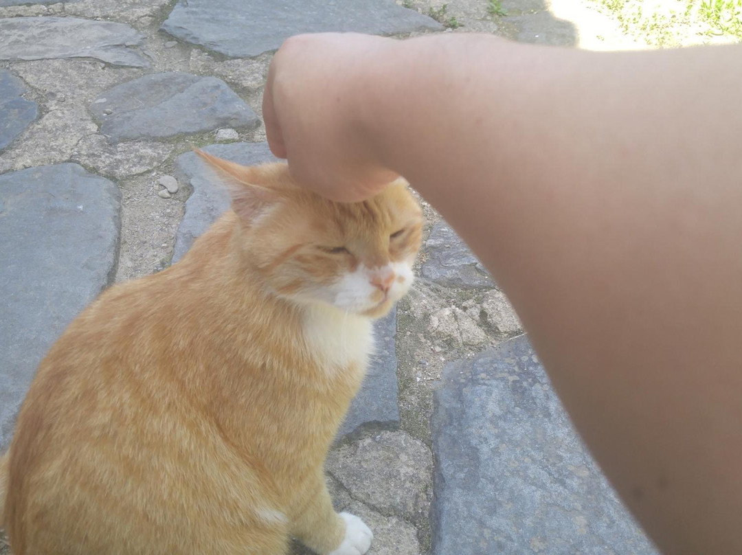 Janggoksa Temple-青阳郡必去景点