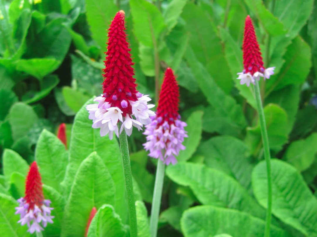Jensen-Olson Arboretum-朱诺必去景点