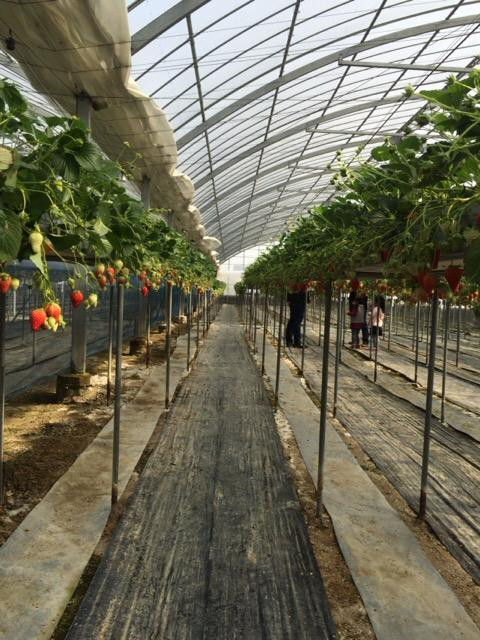 Yasuhara Strawberry Farm-仓敷市必去景点