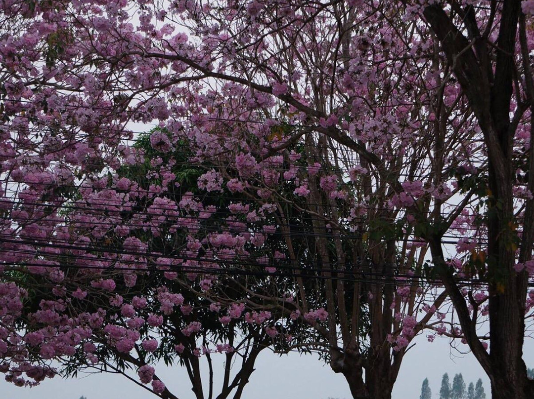 Ancient City of Kamphaeng Saen-甘烹盛必去景点