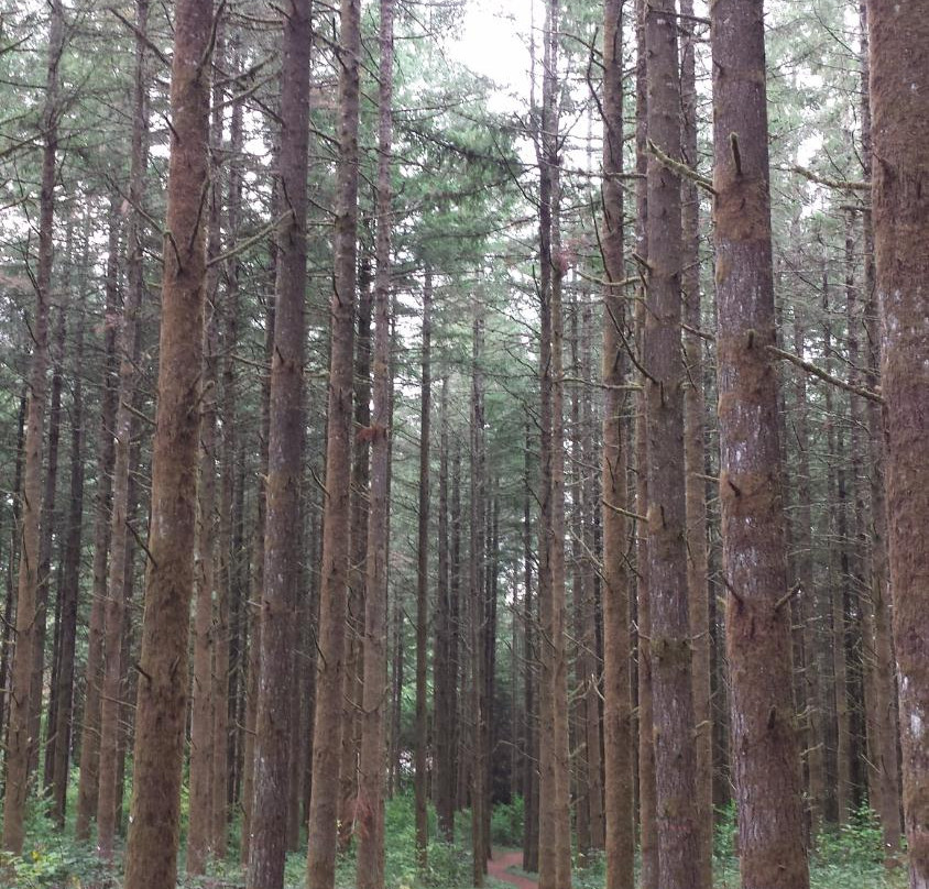 OSU McDonald-Dunn Research Forest-科瓦利斯必去景点