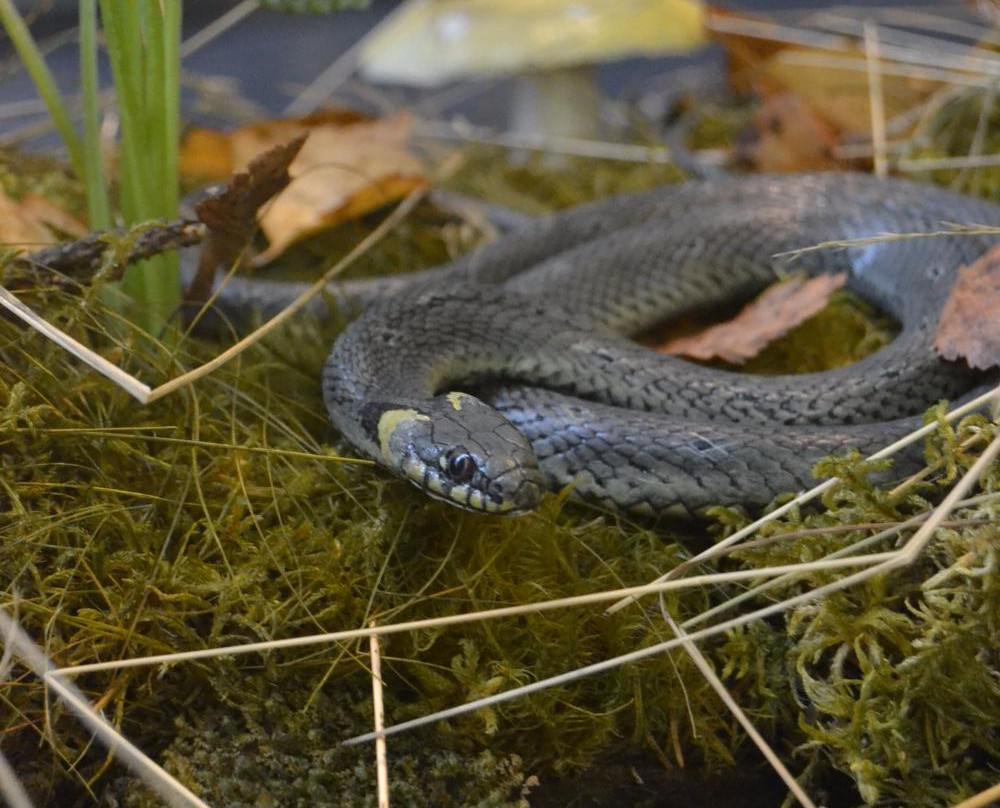 Koli Nature Centre Ukko-Koli必去景点
