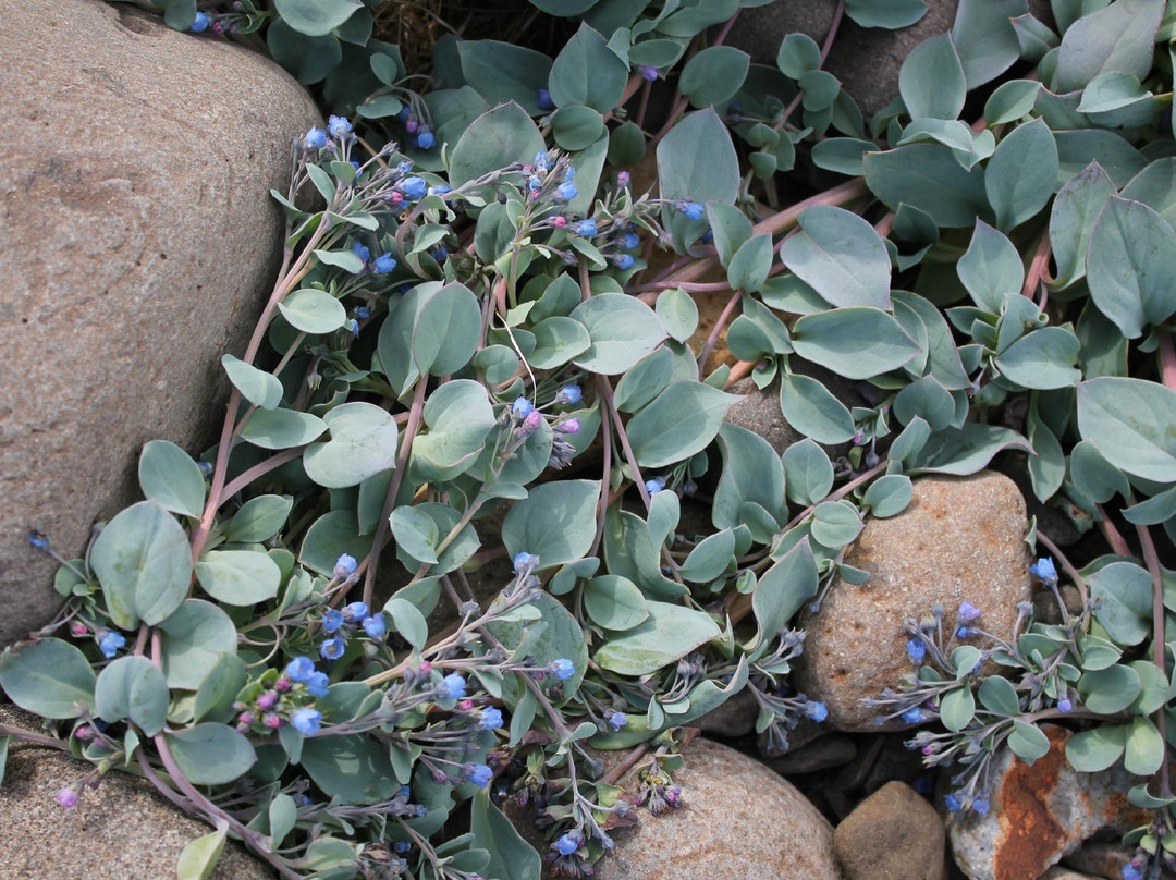 The Búlandsnes-Djupivogur必去景点