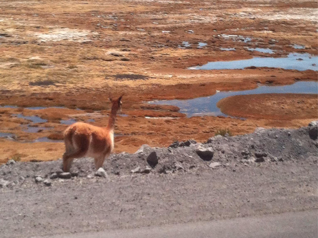 Humedal del Rio Lluta-阿里卡必去景点
