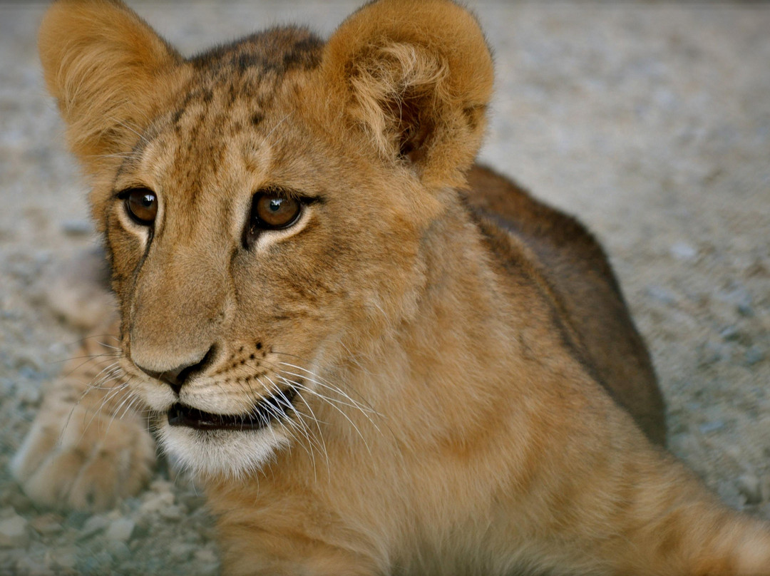 Parque Zoologico Gurabo-圣地亚哥必去景点
