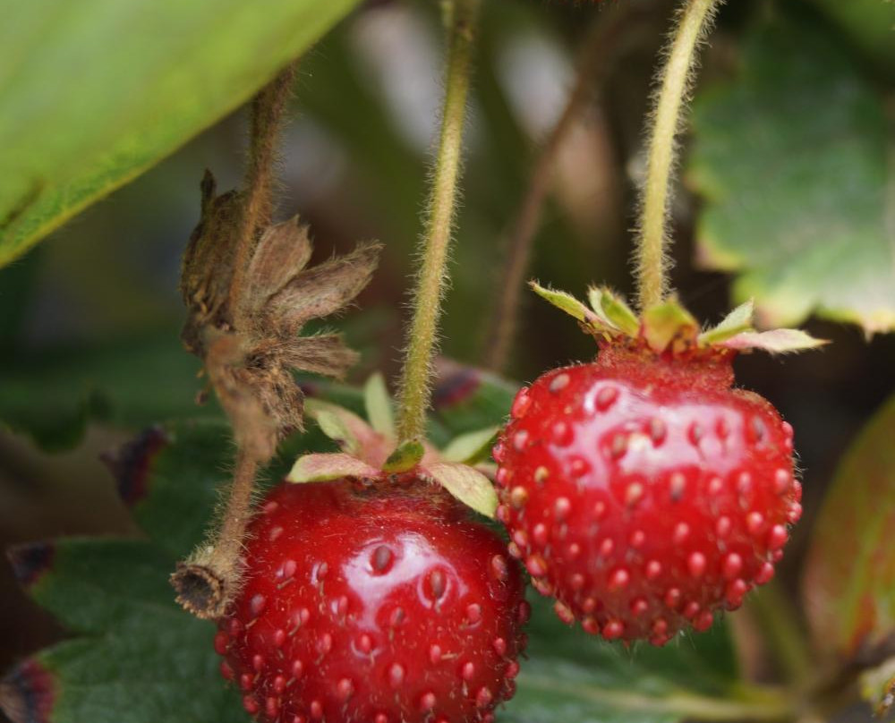 McGrath Family Farm-卡马里奥必去景点