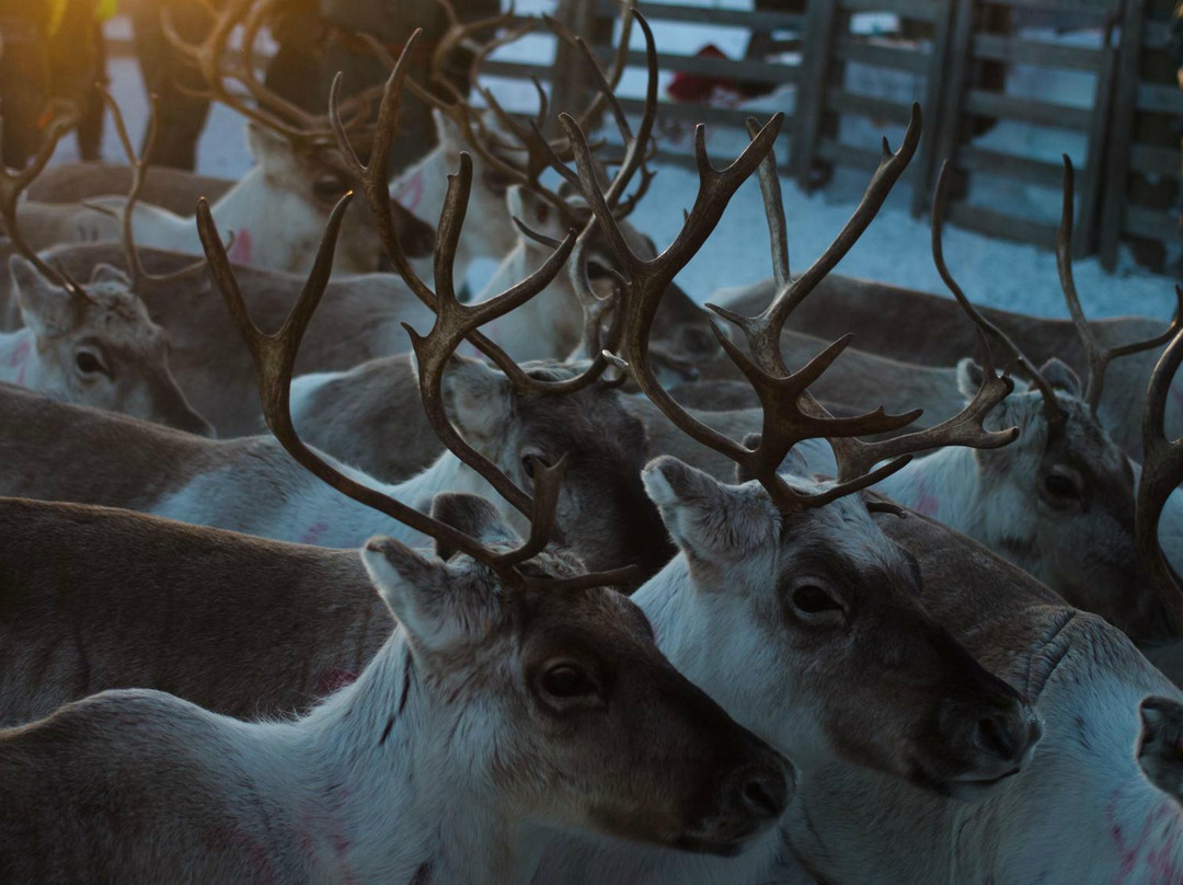 Tundrasafari Finland - Day Tours