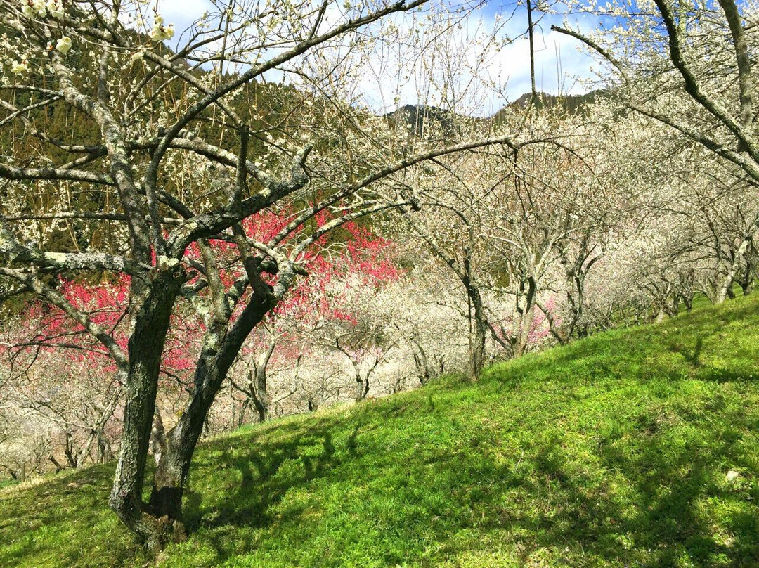 Kogezawa Plum Grove景点图片