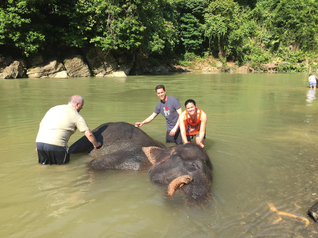 Harimau Sumatra-武吉拉旺必去景点