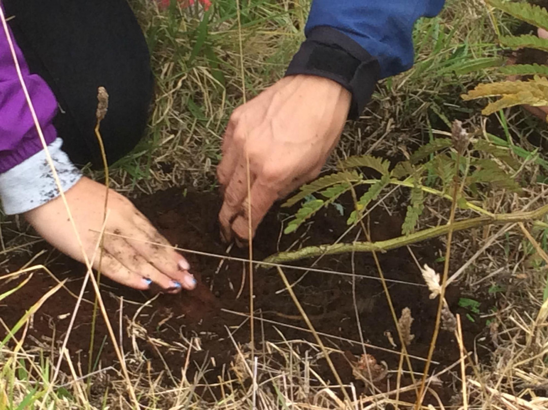 Hawaiian Legacy Tours-希洛必去景点