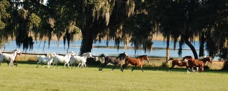 Al-Marah Arabian Horses-Clermont必去景点