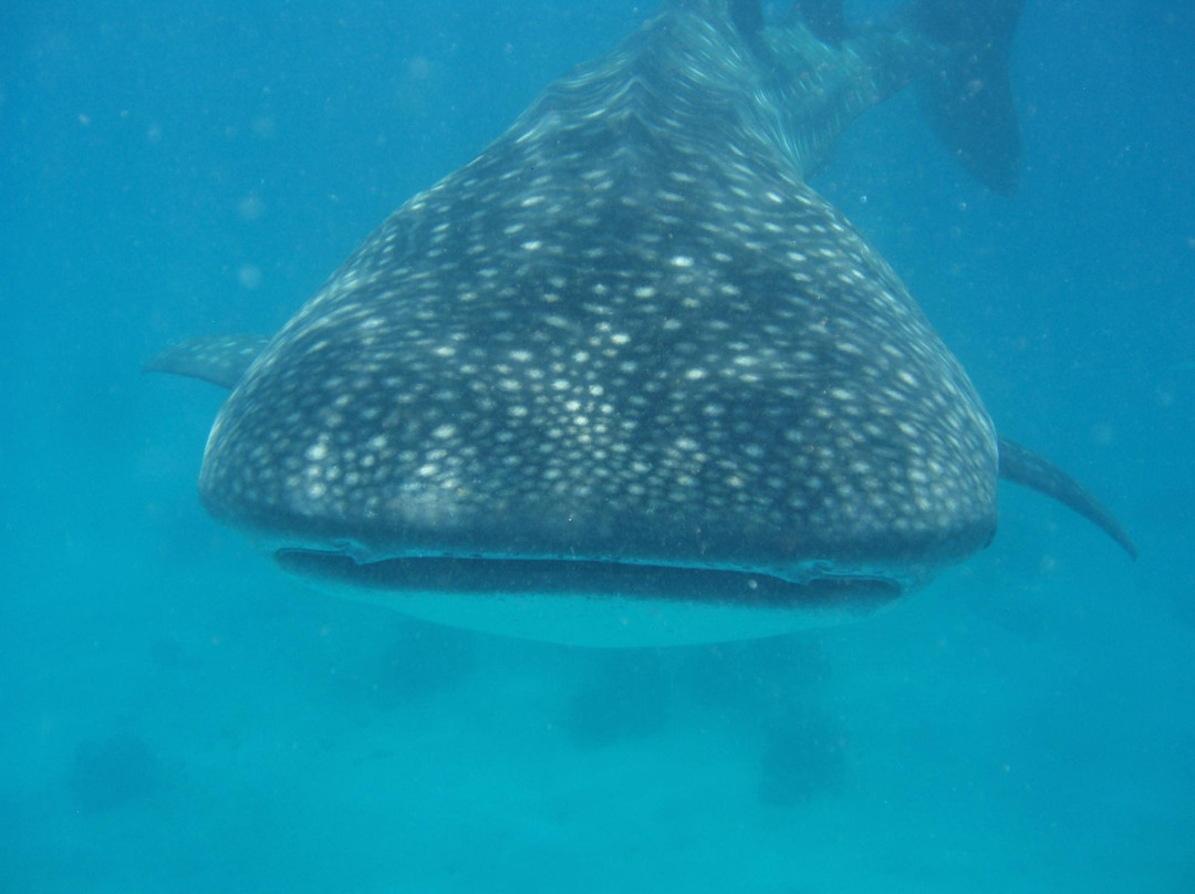 Whale Shark Alona & Oslob-邦劳岛必去景点