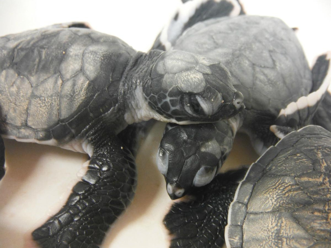 Sea Turtle Camp景点图片
