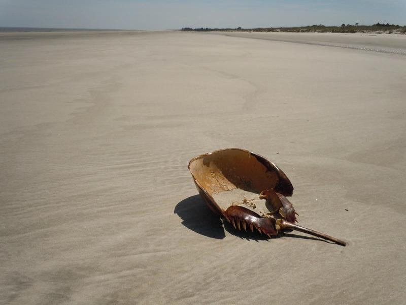 Blackbeard Island National Wildlife Refuge-萨凡纳必去景点
