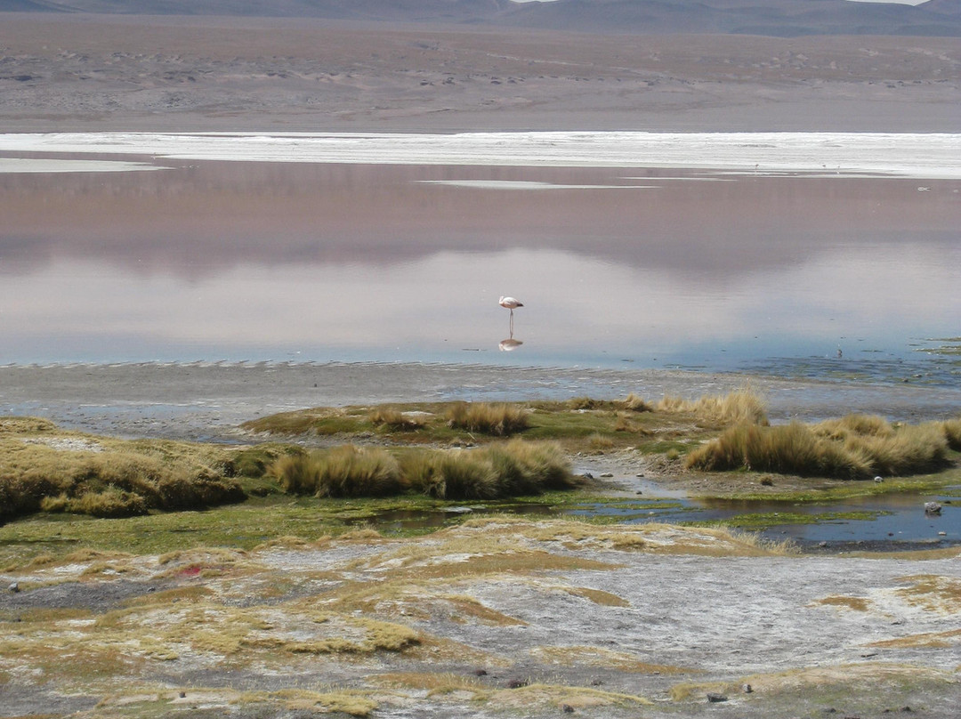 Laguna Colorada-波托西城必去景点