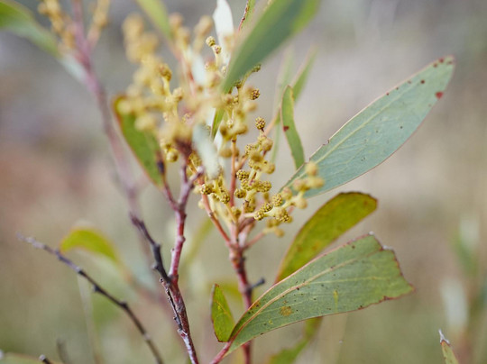 Paradise Falls-Alpine National Park必去景点
