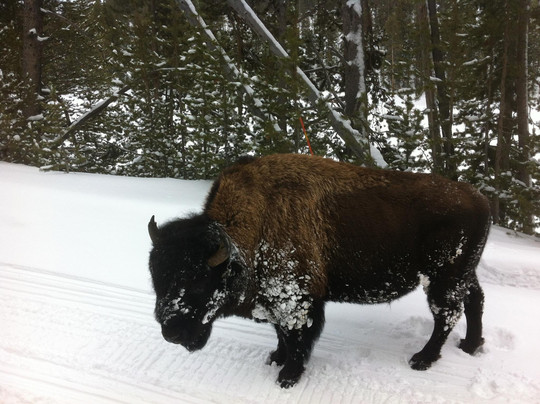 Yellowstone Vacation Tours-西黄石镇必去景点