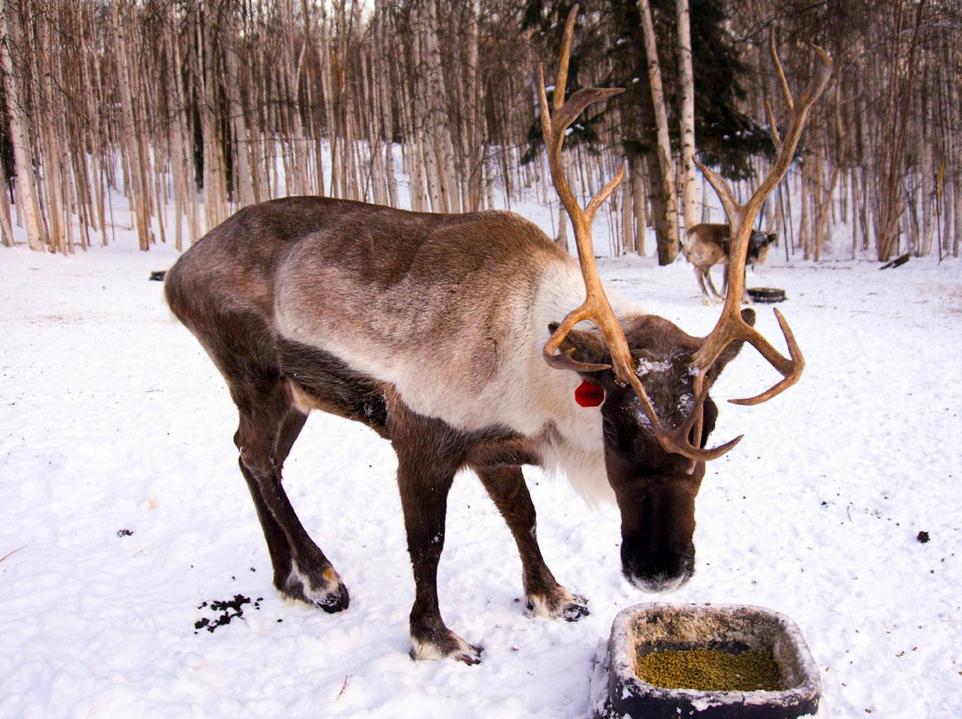 驯鹿牧场-null必去景点