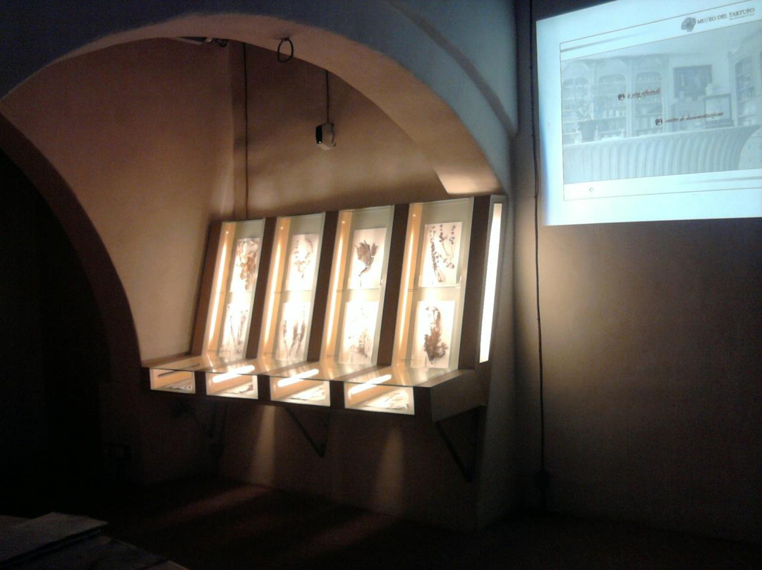 Museo del Tartufo景点图片