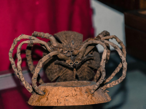 世界昆虫及自然奇观博物馆-清迈必去景点