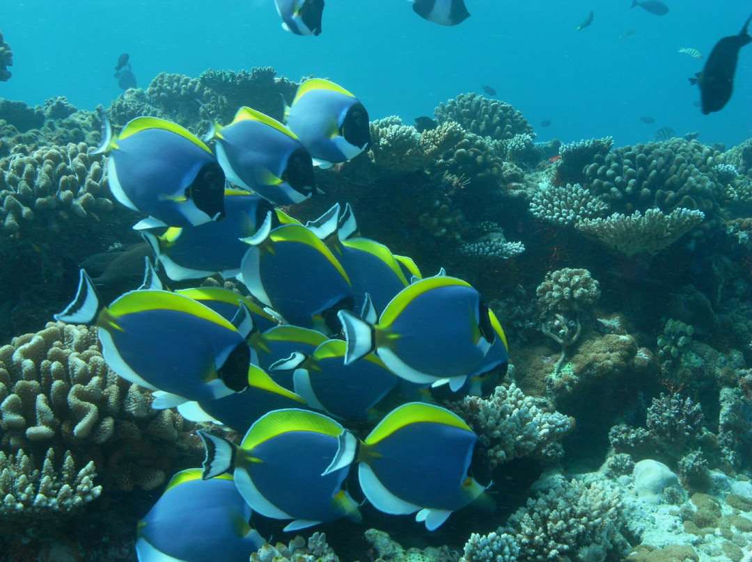 Euro-Divers Vilamendhoo景点图片