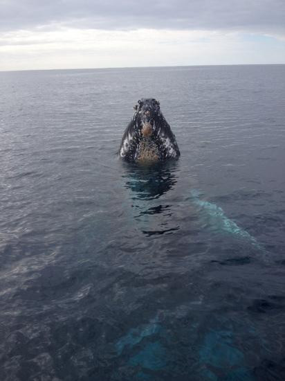 All Sea Charters-巴瑟尔顿必去景点