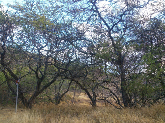 瓦胡岛自然冒险之旅-火奴鲁鲁必去景点