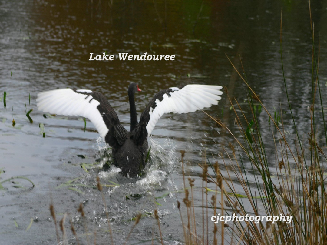 Lake Wendouree-巴拉瑞特必去景点