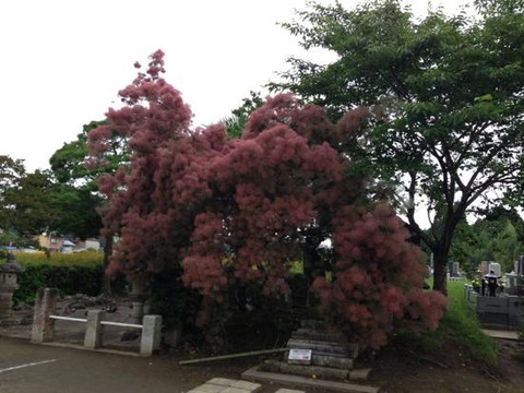 Pond Ojaga-东金市必去景点