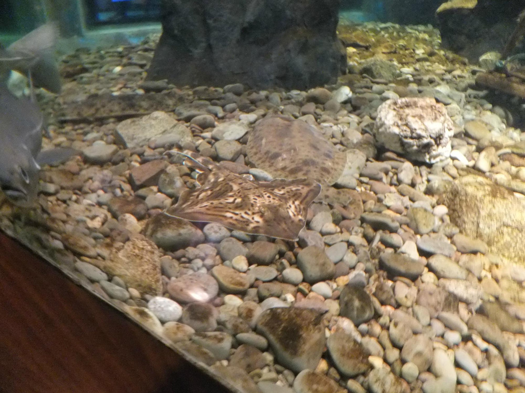 尼亚加拉水族馆-尼亚加拉大瀑布必去景点