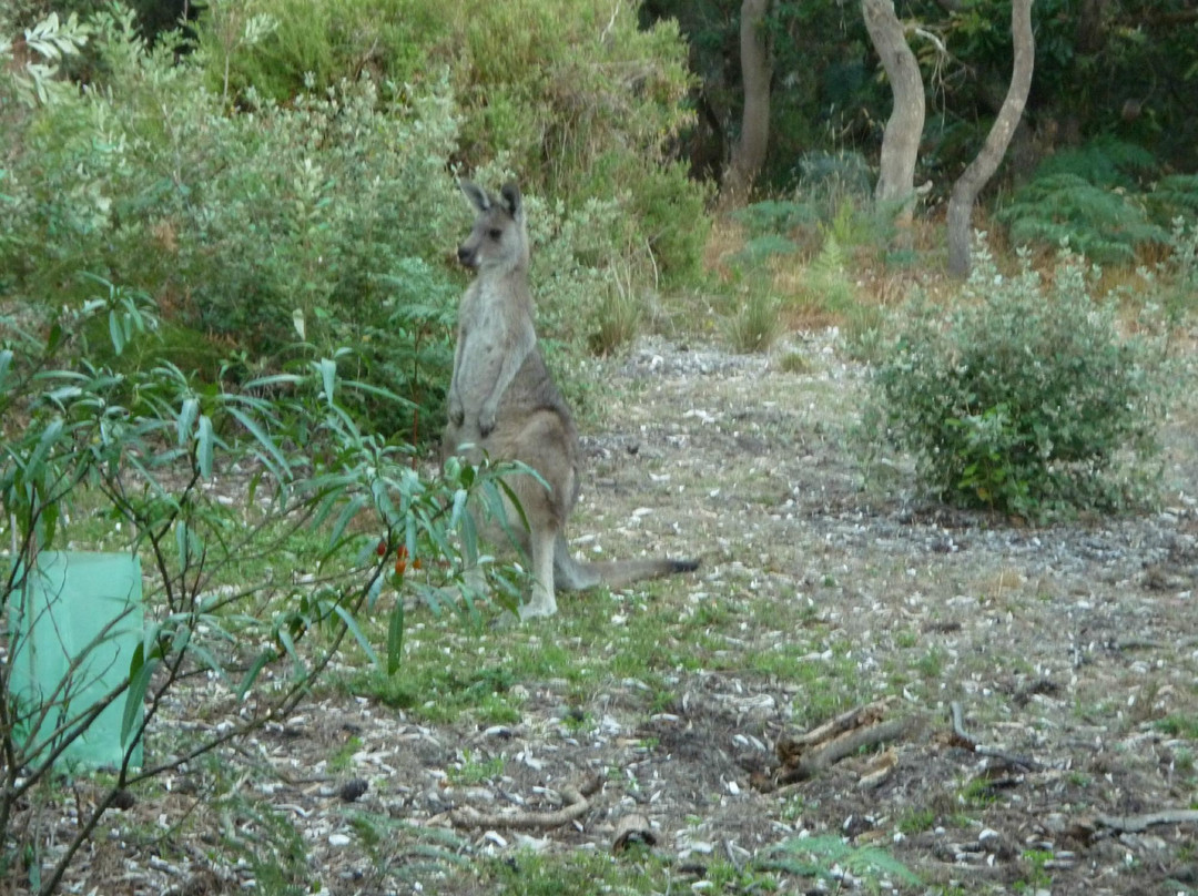 Venus Bay Eco Retreat-Venus Bay必去景点
