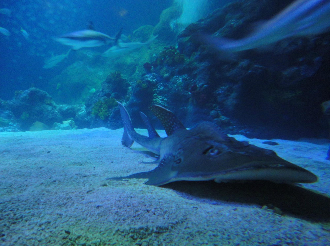 SEA LIFE Oberhausen景点图片