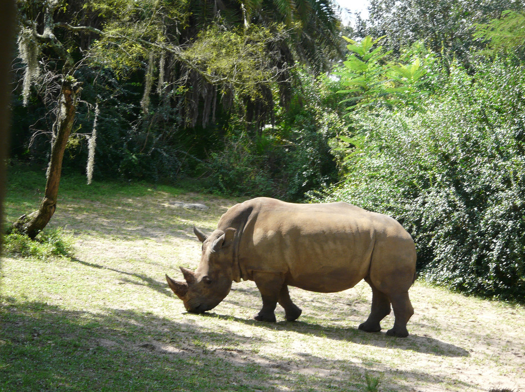 非洲野外探险-奥兰多必去景点