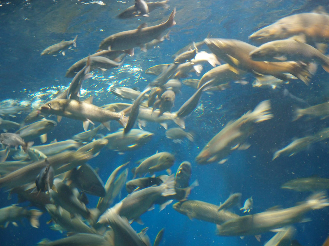 千岁鲑鱼水族馆-千岁市必去景点