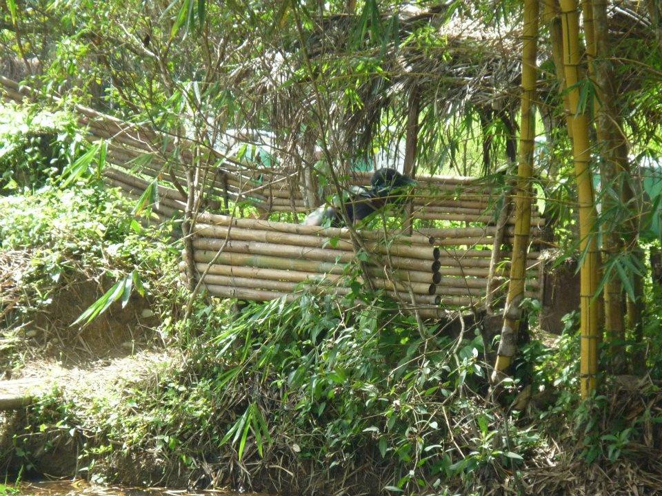 SWAT Paintball-武吉丁宜高原必去景点